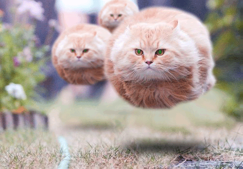 hoover_cat_2.gif