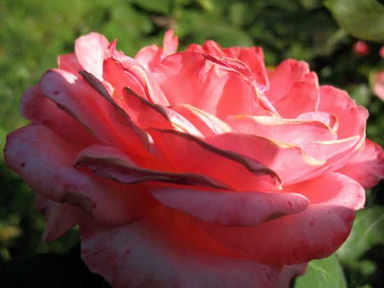 rosa strumpet