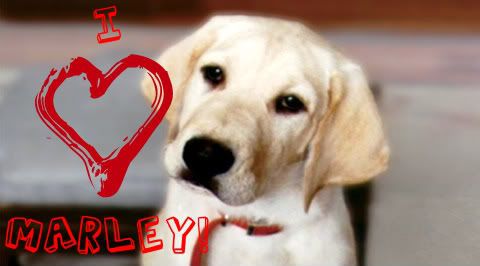 marley and me Pictures, Images and Photos