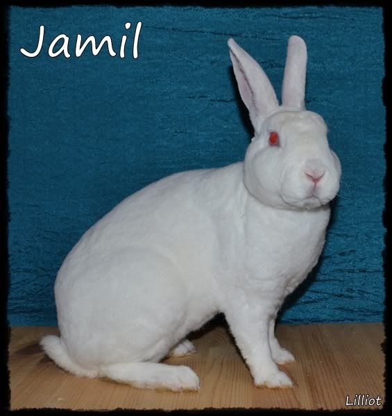 jamil