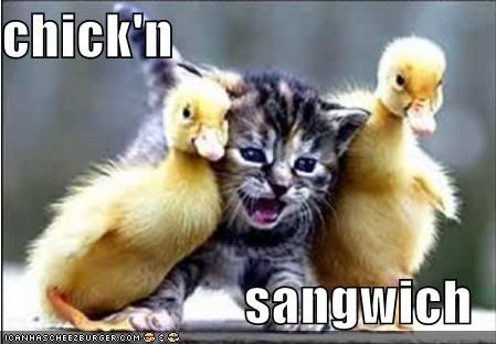 lolcats-funny-pictures-chicken-sand.jpg