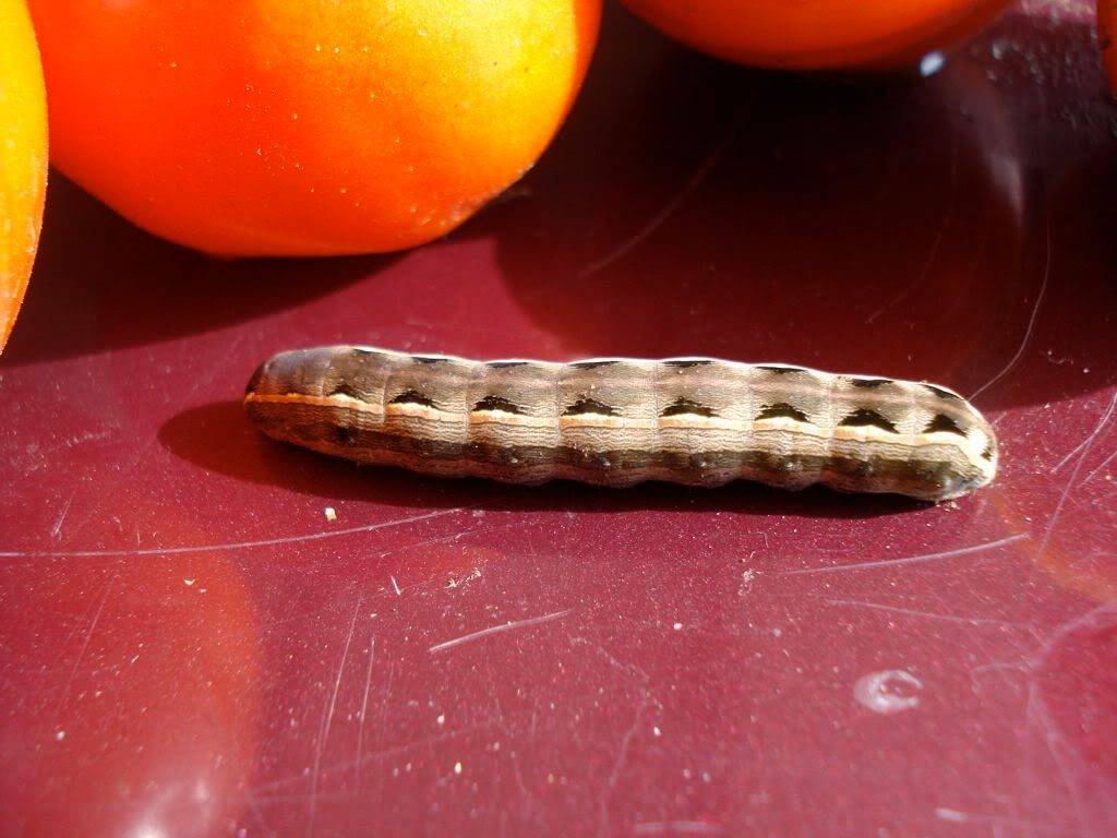 tomato problem - 3 photos - Gardening & Plant Propagation