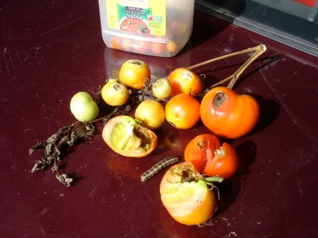 tomato problem - 3 photos - Gardening & Plant Propagation