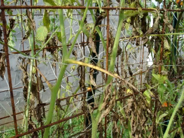 tomato problem - 3 photos - Gardening & Plant Propagation