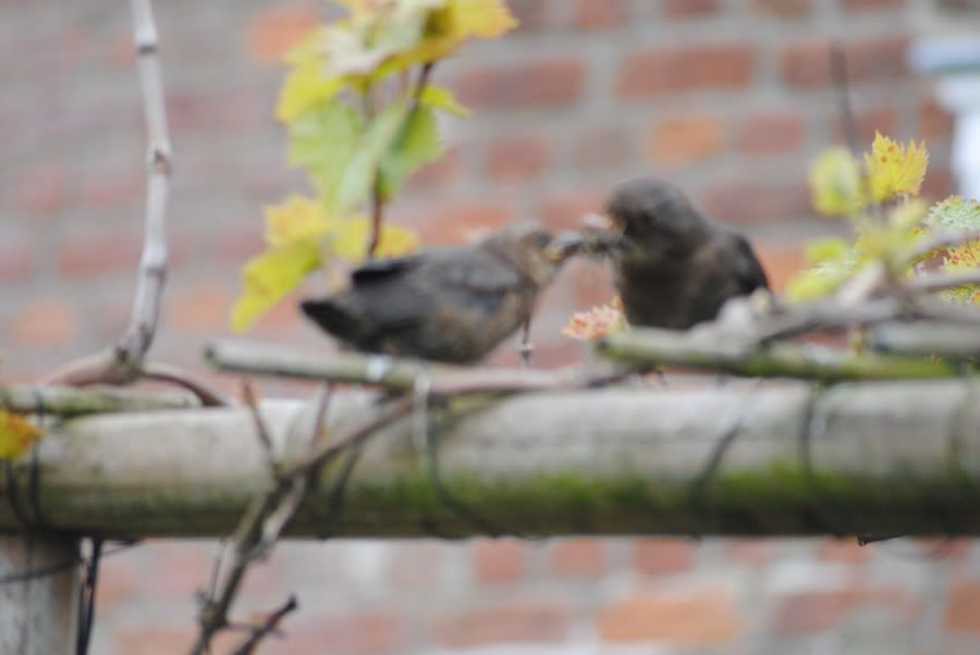 Fotografie