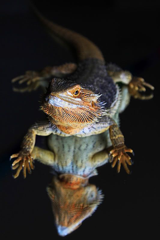 Fotografie