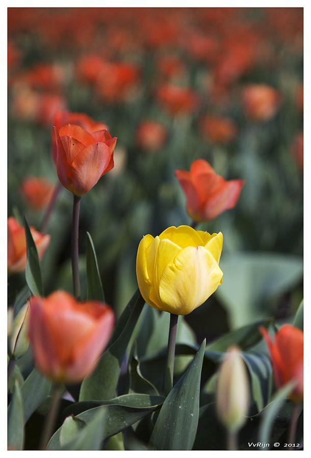 Fotografie