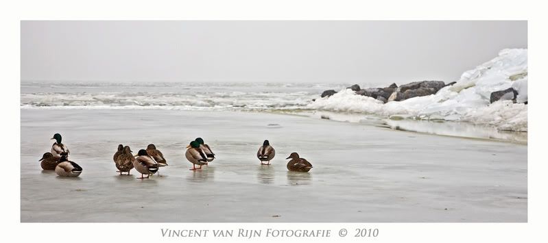 Fotografie