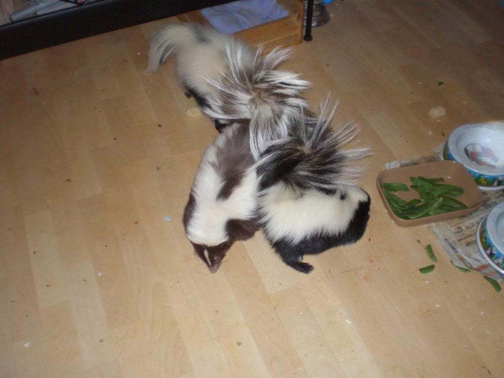 A bunch of skunks Reptile Forums