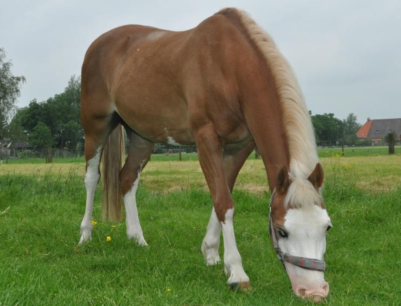 Afbeelding