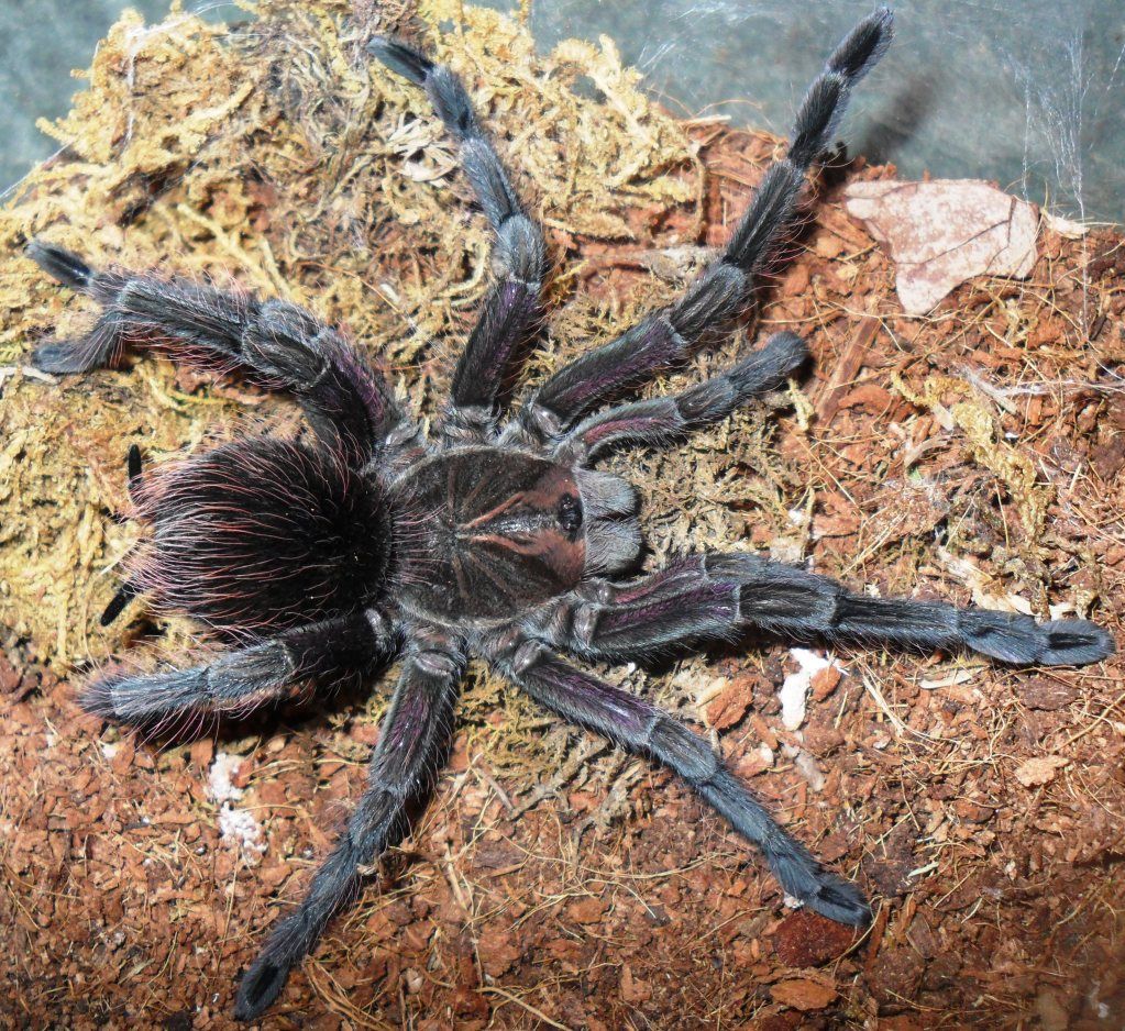 Pamphobeteus sp Machalla Reptile Forums