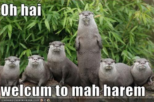 Otter Harem Pictures, Images and Photos