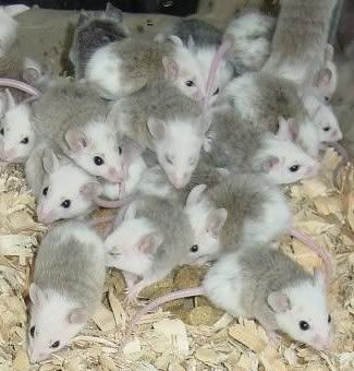 african mice Pictures, Images and Photos