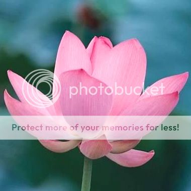 Lotus Flower Nelumbo nucifera water lily 5 seeds [ZZ36]  