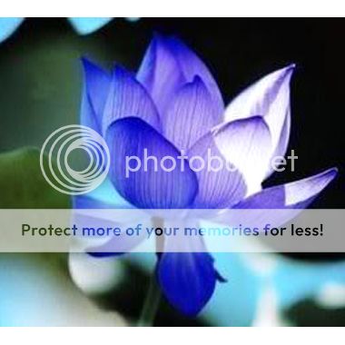 Lotus flower   Nelumbo nucifera 5 seeds Blue Garden  