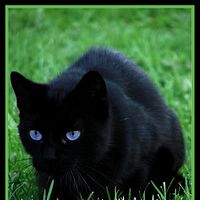 Black Cat With Blue Eyes Pictures Images Photos Photobucket